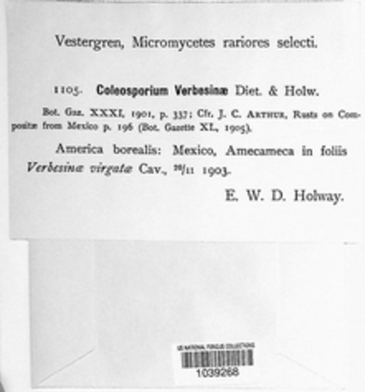 Coleosporium verbesinae image